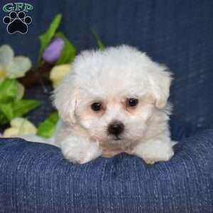 Jellybean (Tiny), Bichon Frise Puppy